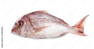 Image result for Pagrus pagrus