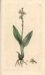 Attēlu rezultāti vaicājumam “Linaria loeselii”