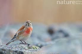 Attēlu rezultāti vaicājumam “Carduelis cannabina adult”