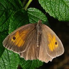 Attēlu rezultāti vaicājumam “Maniola jurtina”