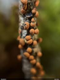 Attēlu rezultāti vaicājumam “Physarum rubiginosum macro”