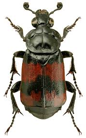 Attēlu rezultāti vaicājumam “Nicrophorus investigator imago”