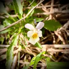 Attēlu rezultāti vaicājumam “Viola arvensis leaf”