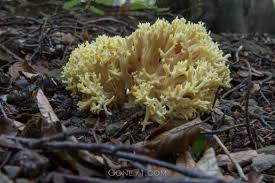 Attēlu rezultāti vaicājumam “Ramaria flava”