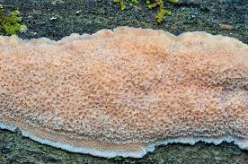 Attēlu rezultāti vaicājumam “Rhodonia placenta”