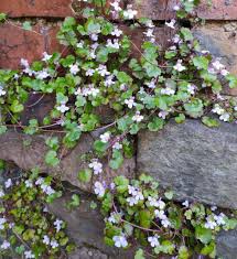 Attēlu rezultāti vaicājumam “Cymbalaria muralis flower”