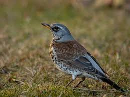 Attēlu rezultāti vaicājumam “Turdus pilaris”
