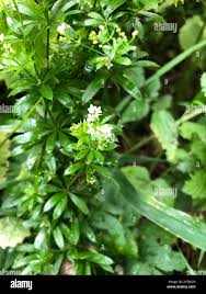 Attēlu rezultāti vaicājumam “Galium rivale flower”