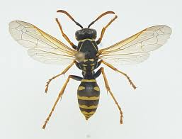 Attēlu rezultāti vaicājumam “Polistes nimpha”