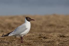 Attēlu rezultāti vaicājumam “Larus ridibundus eggs”