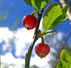 Attēlu rezultāti vaicājumam “Oenothera rubricauli bud”