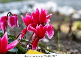 Image result for Cyclamen persicum