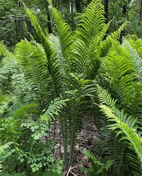 Attēlu rezultāti vaicājumam “Matteuccia struthiopteris”