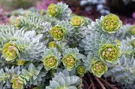 Image result for Wolfsmilch