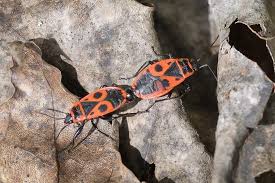 Attēlu rezultāti vaicājumam “Pyrrhocoris apterus imago”