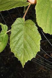 Attēlu rezultāti vaicājumam “Corylus avellana”