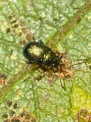 Attēlu rezultāti vaicājumam “Alticinae”