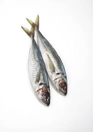 Image result for Trachurus trachurus