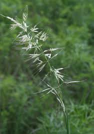 Attēlu rezultāti vaicājumam “Helictotrichon pubescens”