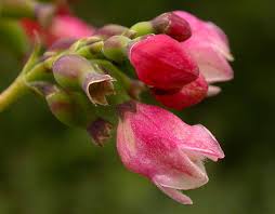 Attēlu rezultāti vaicājumam “Symphoricarpos albus flower”