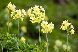 Image result for Primula elatior