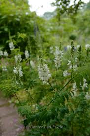 Attēlu rezultāti vaicājumam “Galega orientalis flower”