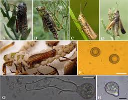 Attēlu rezultāti vaicājumam “Entomophaga grylli”
