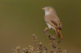 Image result for Sylvia nana