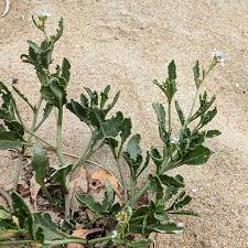 Attēlu rezultāti vaicājumam “Cakile maritima subsp. baltica leaf”