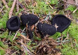 Attēlu rezultāti vaicājumam “Pseudoplectania nigrella”