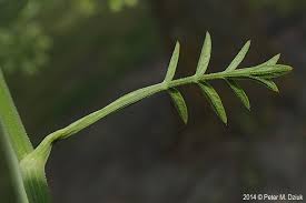 Image result for Pimpinella saxifraga