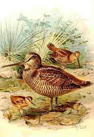 Attēlu rezultāti vaicājumam “Scolopax rusticola nest”