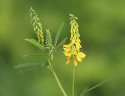 Attēlu rezultāti vaicājumam “Melilotus officinalis flower”