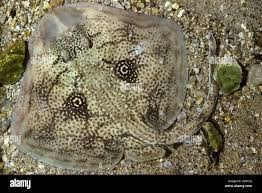 Image result for Leucoraja