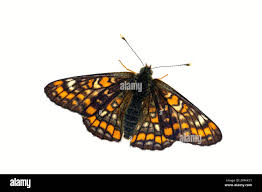 Attēlu rezultāti vaicājumam “Euphydryas maturna pupa”