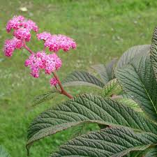 Image result for Rodgersia chocolate wings