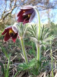 Image result for Pulsatilla