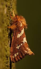 Attēlu rezultāti vaicājumam “Phymatopus hecta”