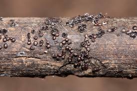 Attēlu rezultāti vaicājumam “Diderma cinereum spores”