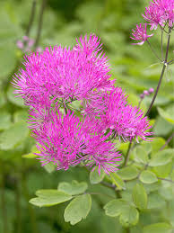 Attēlu rezultāti vaicājumam “Thalictrum”
