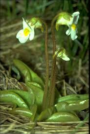 Attēlu rezultāti vaicājumam “Pinguicula alpina”