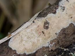 Attēlu rezultāti vaicājumam “Ceriporia viridans”