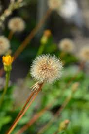 Attēlu rezultāti vaicājumam “Leontodon hispidus flower”