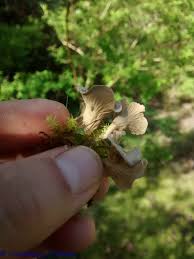 Attēlu rezultāti vaicājumam “Arrhenia spatulata”