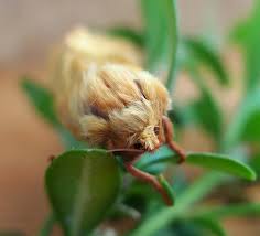 Attēlu rezultāti vaicājumam “Hepialus humuli”