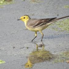 Attēlu rezultāti vaicājumam “Motacilla citreola male”