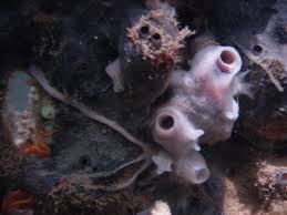 Attēlu rezultāti vaicājumam “Tubifera sp.”