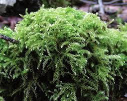 Attēlu rezultāti vaicājumam “Eurhynchium angustirete sporophyte”