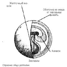 Картинки по запросу ...ЃРёРЅС‚РµР·Р°С‚РѕСЂ