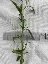 Attēlu rezultāti vaicājumam “Erigeron acris”